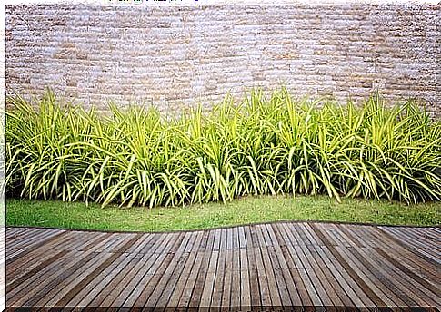 Terrace and greenery