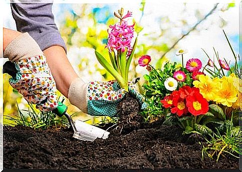 Woman planting flowers