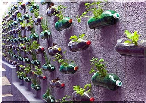 Vertical garden out of bottles