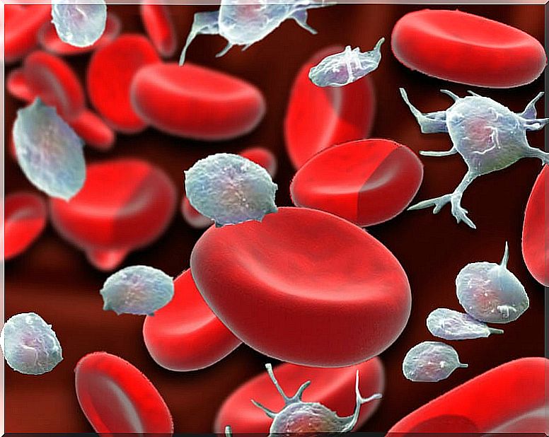 Red blood cells