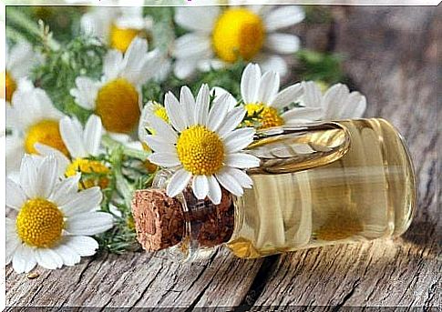 Chamomile oil