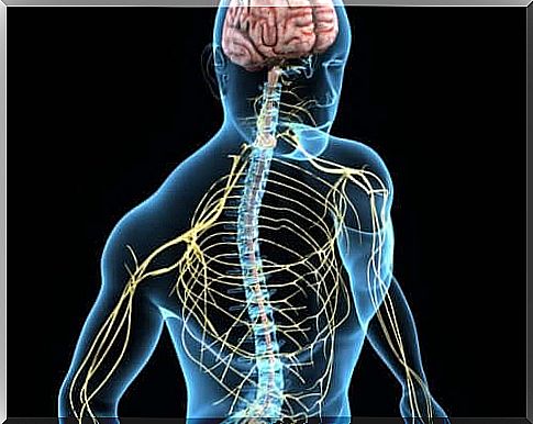 Both the brain and the nervous system need choline to help with memory, regulate mood and control muscles, among other things.