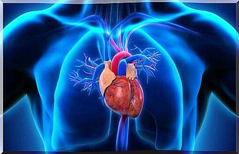 anatomical drawing of heart in human body