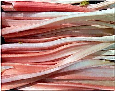 Garden rhubarb: Good properties and side effects