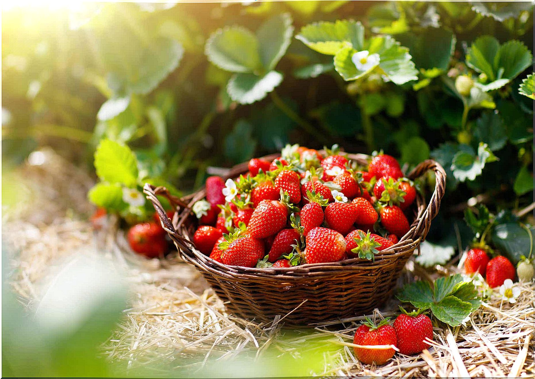 Freshly picked strawberries in a basket