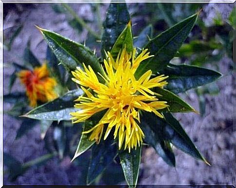 Safflower oil: Use, benefits and properties