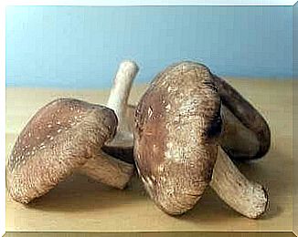 Shiitake mushrooms have many healthy properties for the body.  Among other things, they strengthen your immune system and reduce inflammation