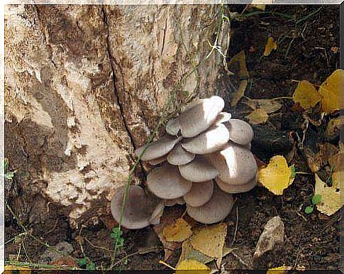 Oyster hats have medicinal properties and can even reduce the risk of certain cancers