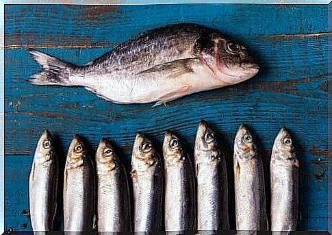 Fatty fish are good foods for the elderly