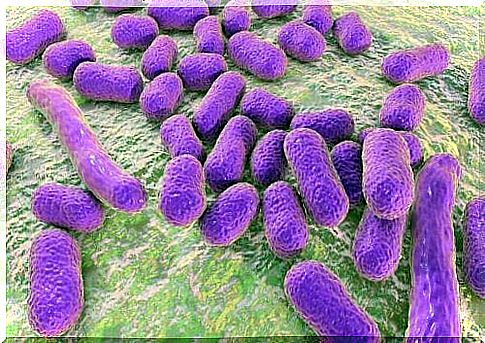 Bacteria are common pathogens in summer