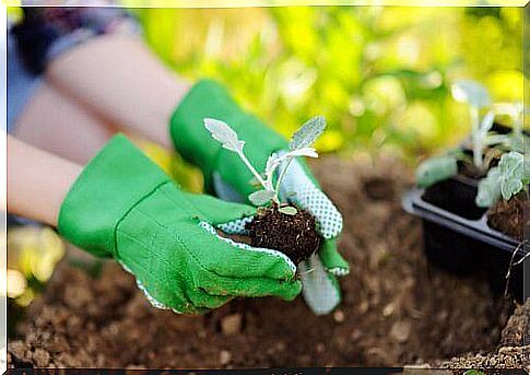 Things to keep in mind when transplanting plants