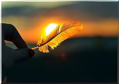 A feather at sunrise - the passion ignites