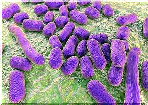 Group of microorganisms